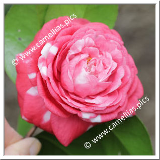 Camellia Japonica 'Nihongami'