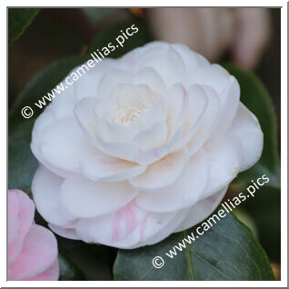 Camellia Japonica 'Nina Durazzo'