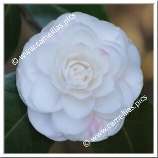 Camellia Japonica 'Nina Durazzo'