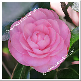 Camellia Japonica 'Nina Durazzo'