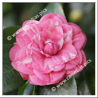 . all N the . - \' \'*** Camellias