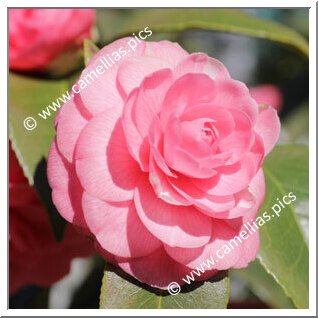 Camellia Japonica 'Niobé'