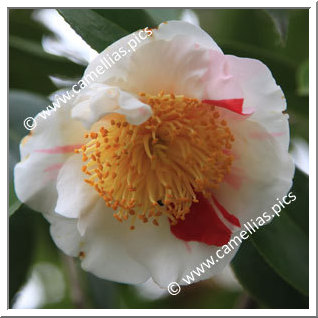 Camellia Camellia Japonica de Higo 'Nioi-fubuki'