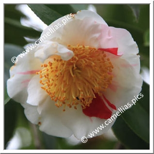 Camellia Higo Camellias 'Nioi-fubuki'