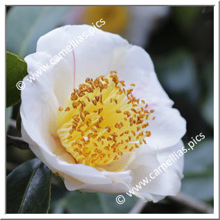 Camellia Higo Camellias 'Nioi-fubuki'