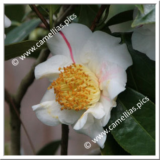 Camellia Higo Camellias 'Nioi-fubuki'