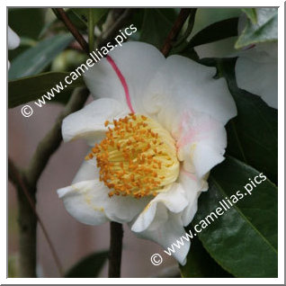 Camellia Camellia Japonica de Higo 'Nioi-fubuki'