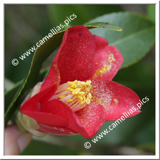 Camellia Japonica 'Nirai-kanai'