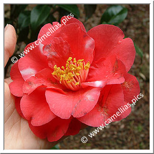 Camellia Japonica 'Nishiki-gasane'
