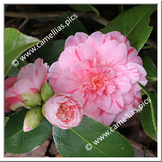 Camellia Japonica 'Nishiki-kirin'