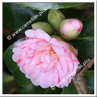 Camellia Japonica 'Nishiki-kirin'