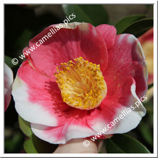 Camellia Camellia Japonica de Higo 'Nishiki-shikô'