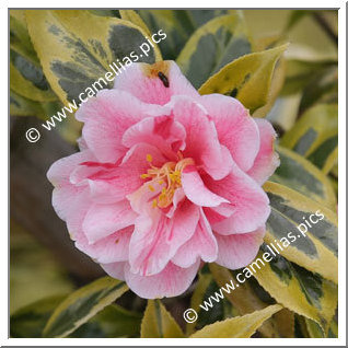 Camellia Japonica 'Nishikiba-fukurin-ikkyû'