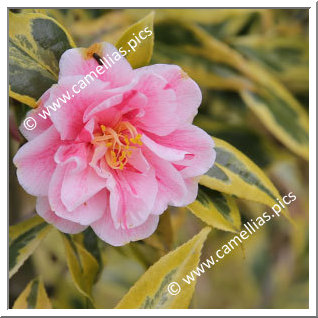 Camellia Japonica 'Nishikiba-fukurin-ikkyû'