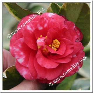 Camellia Japonica 'Nishikiba-aka-kagoshima'