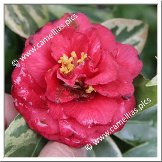 Camellia Japonica 'Nishikiba-aka-kagoshima'