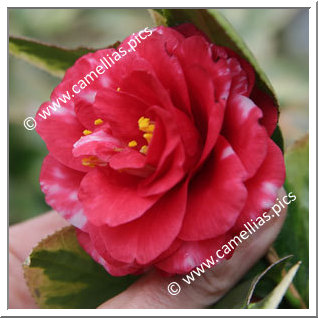 Camellia Japonica 'Nishikiba-aka-kagoshima'