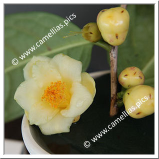Camellia Species 'C. nitidissima'