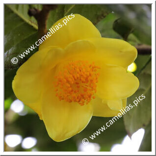 Camellia Species C. nitidissima