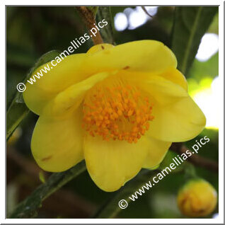 Camellia Species 'C. nitidissima'