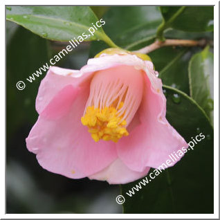 Camellia Japonica 'Nobe-oka'