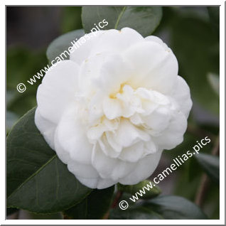 Camellia Japonica 'Nobilissima'