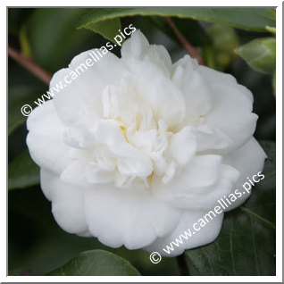 Camellia Japonica 'Nobilissima'