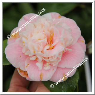 Camellia Japonica 'Nobilissima Rosea'