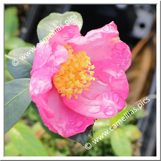 Camellia Sasanqua 'Nodami-ushiro'