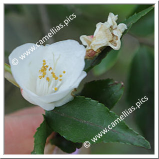 Camellia Botanique 'C. nokoensis'