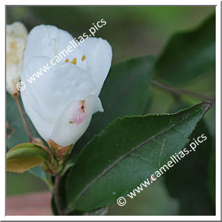 Camellia Species C. nokoensis