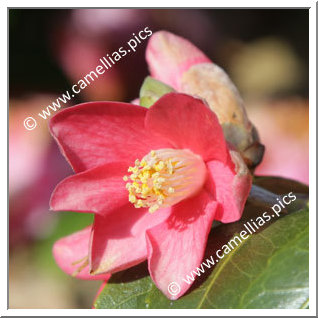 Camellia Japonica 'Nokogiriba-tsubaki'