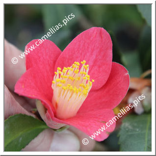 Camellia Japonica 'Nokogiriba-tsubaki'