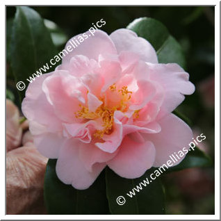 Camellia Japonica 'Nolwenn'