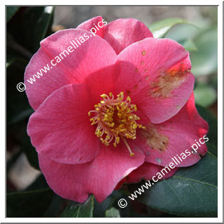 Camellia Japonica 'Nominoé'