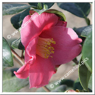 Camellia Japonica 'Nominoé'