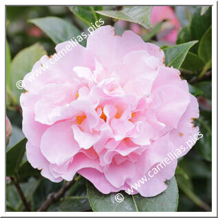 Camellia Hybrid 'Nonie Haydon'