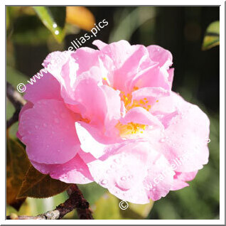 Camellia Hybrid 'Nonie Haydon'