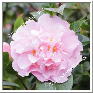 Camellia Hybride 'Nonie Haydon'