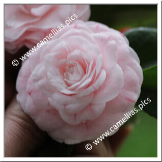 Camellia Japonica 'Nonpareil'