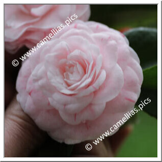 Camellia Japonica 'Nonpareil'