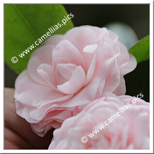 Camellia Japonica 'Nonpareil'