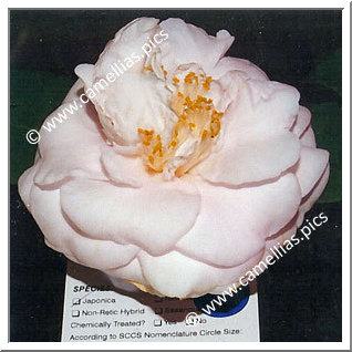 Camellia Japonica 'Ethel-Nook-Scivicque'