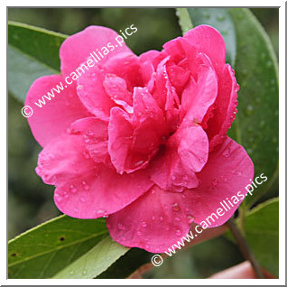 Camellia Reticulata 'Notre Dame'