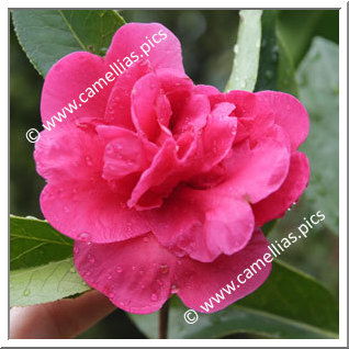 Camellia Reticulata 'Notre Dame'