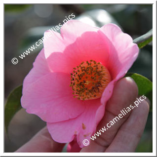 Camellia Hybride C.x williamsii 'November Pink'