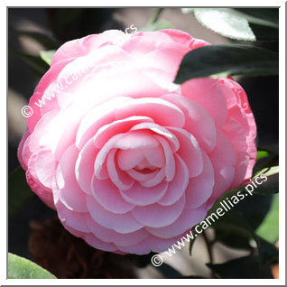 Camellia Japonica 'Nuccio's Cameo'