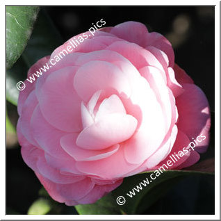 Camellia Japonica 'Nuccio's Cameo'