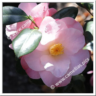 Camellia Japonica 'Nuccio's Carousel'