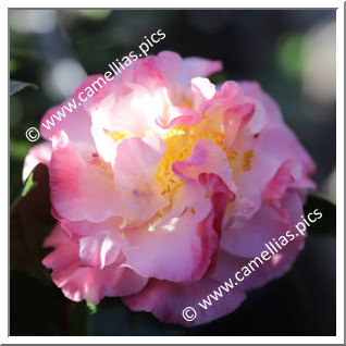 Camellia Japonica 'Nuccio's Jewel'